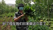 悠然地里寻野菜，摘到许多可以一菜两吃的菜，午餐有这两样足够