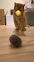 好奇害死猫，还想吃刺猬，没想到把自己手扎到了