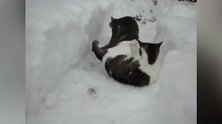 在雪地里打滚的猫咪，你们还真是会玩呢，也不怕冻着了吗