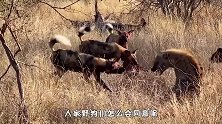 1只鬣狗试图偷吃得，竟被野狗群围攻，藏着屁股的模样太尴尬