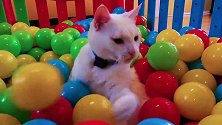 在500个球坑里埋特技猫，经过两个多小时终于成功了