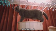 花2000多买的猫爬架值么？