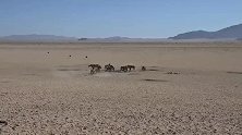 非洲沙漠里的野马群，集体奔向水坑喝水