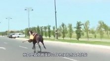 女子刚骑上马，马儿发难突然来了一个后空翻，镜头记录全过程