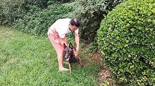 农村狗市，这条马犬竟以700元成交，大伙都说前主人不懂狗