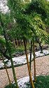 扬州下了第一场雪，在个园晨练拍了，松、竹、梅岁寒三友。