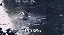 嚣张游隼捕食小鸟，乌鸦看不下去，疯狂教训游隼