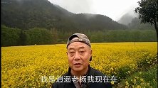 陕南花开时，我带你看汉中的油菜花