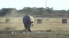 这狗崽子疯了？竟主动挑衅5吨重的大犀牛，网友：害怕把它踩死喽