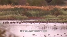 200只野鸭正在觅食，“砰”的一声巨响，鸭群就全军覆没了！