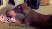 宝宝趴在地上和大狗狗玩，比特犬的反应很暖心