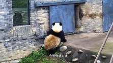 大熊猫一听奶爸喊下班了，立马关门谢客，请憋住不要笑