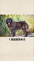 世界上最危险的狗。