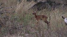 新出生的小羚羊，误入长颈鹿群领地