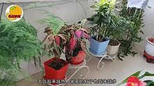 蚊子最怕这三种花，只需门口放两盆，蚊子无影无踪