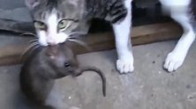 猫咪抓了一只大老鼠舍不得吃，一定要带到主人面前炫耀一下