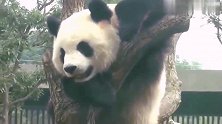 熊猫：大熊猫金虎挂在树上凹造型，还不忘吐舌头卖个萌，真可爱