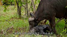 狮子吃了一辈子的马肉，万万没想到，最后竟栽到了斑马手里！