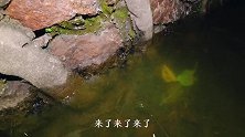 户外钓鳝：野钓就是这样，遇到好地方大货就多