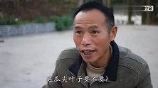 桃子爸想吃南瓜藤，亲自为家人们做一桌晚餐，秒变“贤惠煮夫”