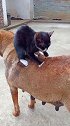 猫：狗哥我给你按摩的怎么样呀！