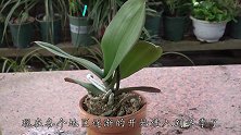 蝴蝶兰咋过冬？用上这个招式，越冬简单还能开花呢