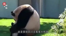 中国租借出去的大熊猫，首只被“退货”的，养不起啊