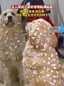 广东佛山：主人把自己的宠物贴满贴纸 狗狗：我是谁我在哪