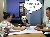 一只狗学人的样子打牌，像模像样的，远看还真以为是个人在打牌