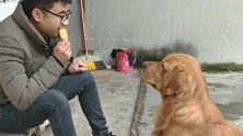 主人吃东西不给金毛，金毛竟向主人吐口水，太坏了！