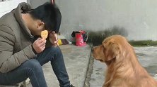 主人吃东西不给金毛，金毛竟向主人吐口水，太坏了！