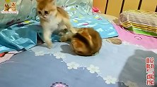 独苗猫宝正在看二胎小奶猫弟弟妹妹打架，小母猫突然过来就打它
