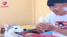 主人拿出西瓜让金毛选，金毛毫不犹豫的选大西瓜，下一秒尴尬了