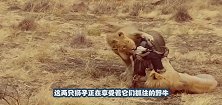 羚羊一转头，发现旁边竟躲着一只狮子，镜头记录全过程