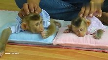 可爱的猴子尼娜拥抱着小猴子睡着了，萌萌哒