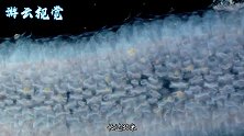 海底生活着会发光的虫子，身长30米，世界上最大发光虫子