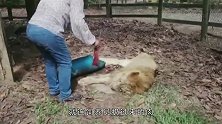 雄狮饿得骨瘦如柴，看到救命恩人时，直接扑了上去！