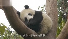 真不愧是熊猫铁粉，画只熊猫想念时看上一眼，动物们好无奈啊