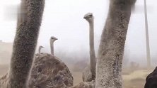 一群高傲的鸵鸟：还有谁比我高
