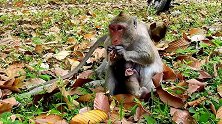 小猴看着猴妈吃食物，眼睛都看直了，猴妈也不分享，真是自私！