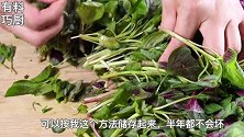 苋菜的保鲜方法，保存半年都不会坏，多储存点，过季就没了