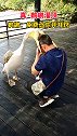 游人被鹈鹕咬住脑袋 此鹈鹕非彼醍醐