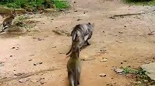 冲过来抢猴宝，猴妈吓一跳