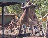 澳大利亚：两袋鼠激烈斗殴争伴侣，其他同伴聚集在一旁围观