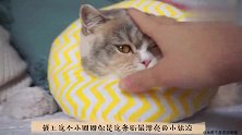 小奶猫跟大猫玩耍时不料太兴奋，最后意外受伤被套上耻辱圈！