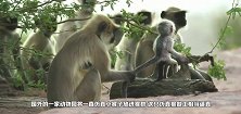 将一只假猴子丢进猴群，众猴的举动让人潸然泪下，镜头记录全过程