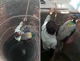 印度一只孔雀掉入18米深井中 消防员下井将其救出