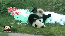 熊猫宝宝躺在草地上抱着冰块儿玩嗨了，奋力卖萌的样子实在是可爱