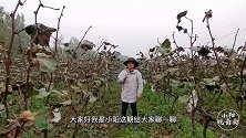 如何判断葡萄是否进入休眠期？小阳实地举例告诉大家