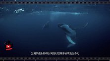 520为关爱海洋生物发声 看台达8K技术呈现“鲸碳之歌”